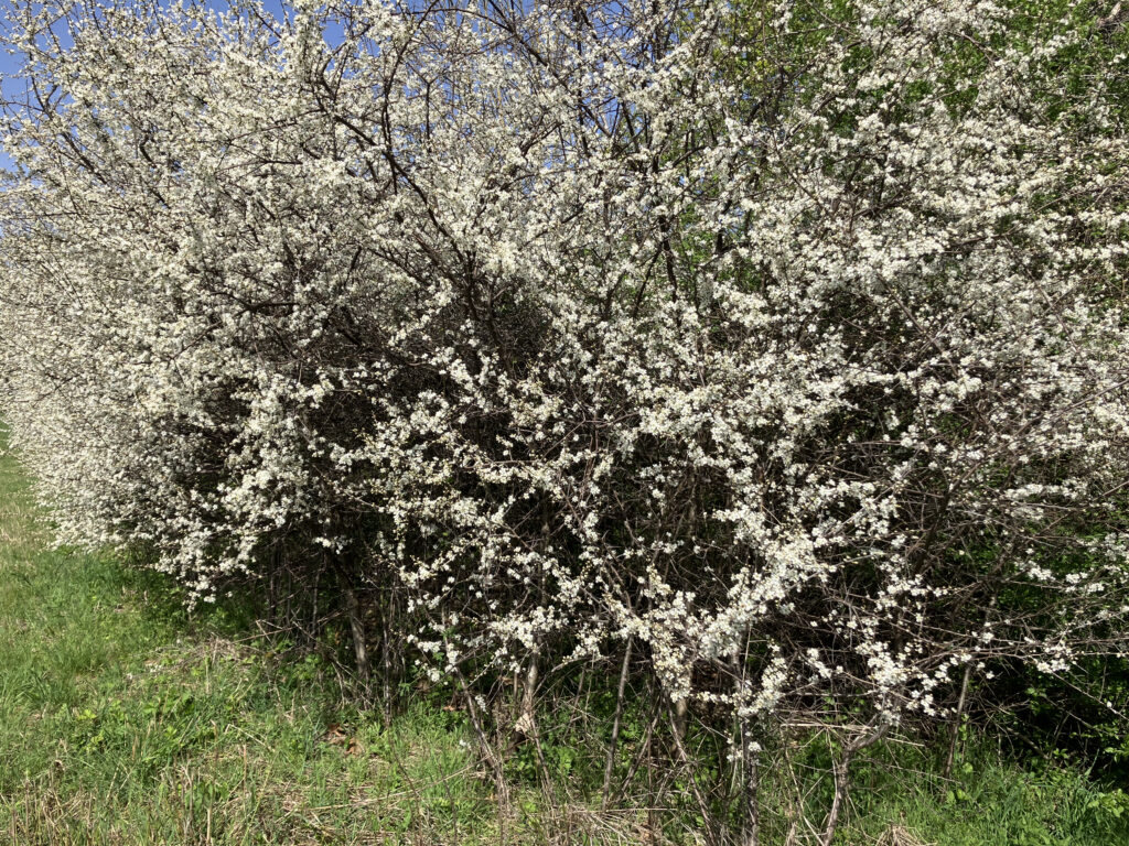 weißdornblüten