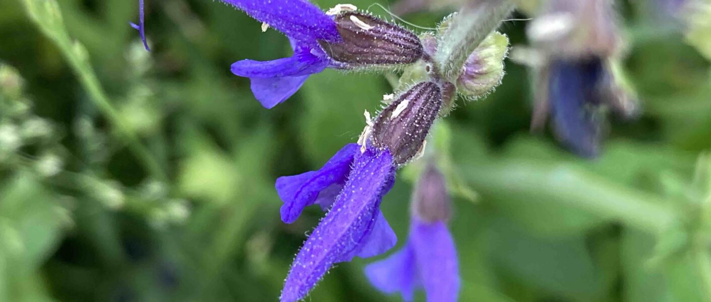 Wiesensalbei Blüte