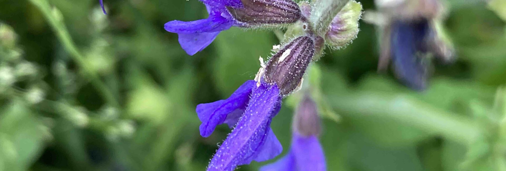 Wiesensalbei Blüte