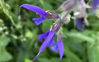 Wiesensalbei Blüte