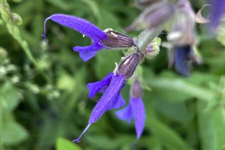 Wiesensalbei Blüte