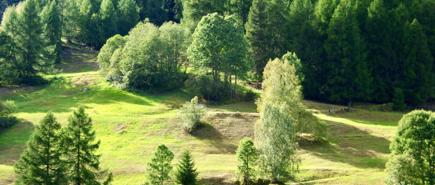 Waldbaden ist gut für die Seele