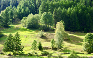 Waldbaden ist gut für die Seele