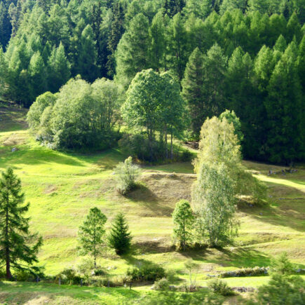 Waldbaden ist gut für die Seele