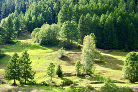 Waldbaden ist gut für die Seele