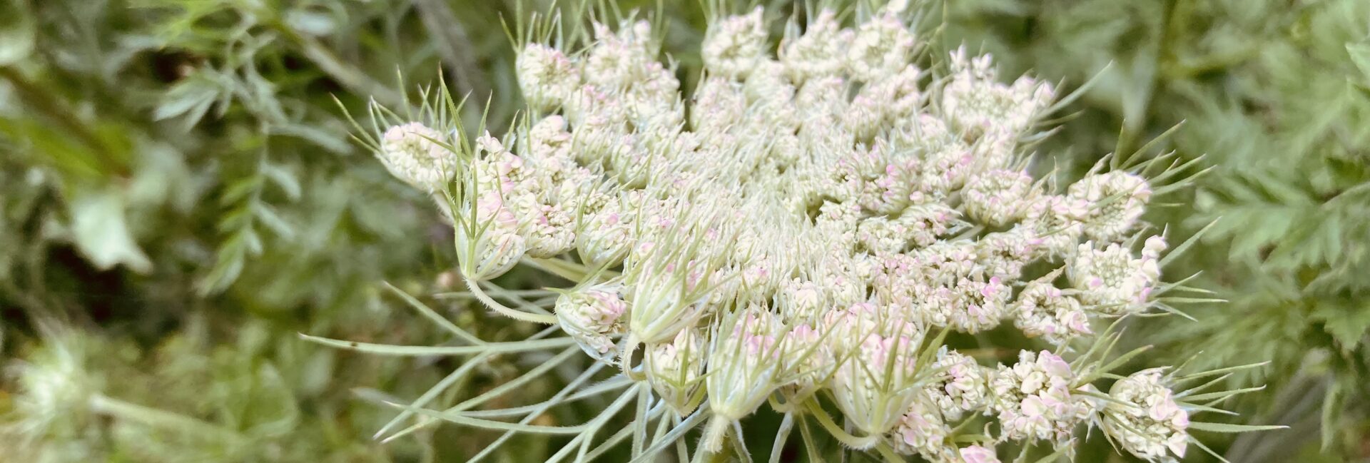 Die zarten Blüten der Wilden Möhre