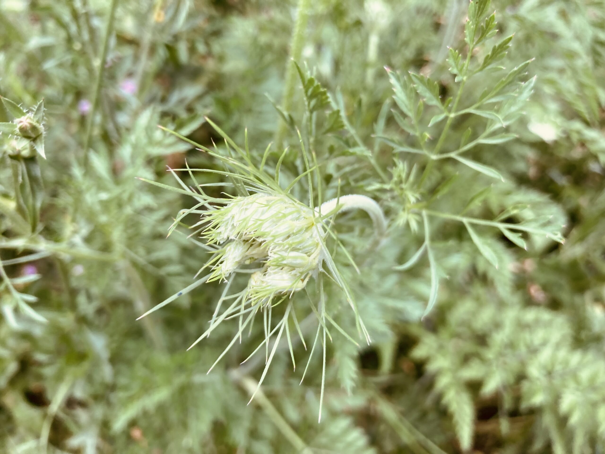 Die zarten Blüten der Wilden Möhre