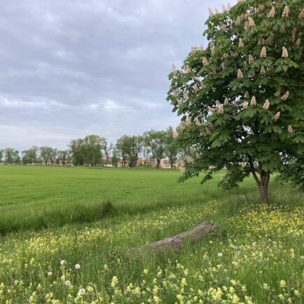 Weisse Rosskastanie