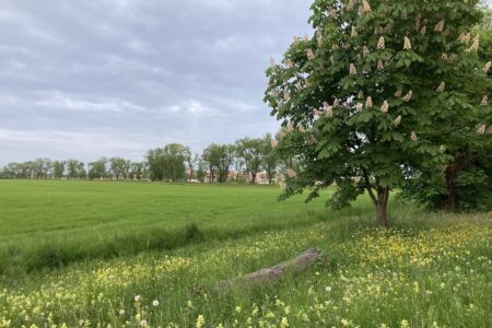 Weisse Rosskastanie