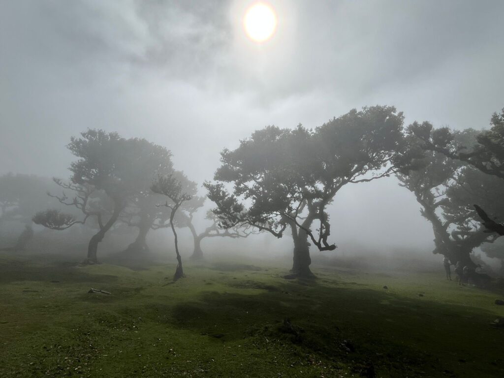 Herbst, Bäume, Nebel