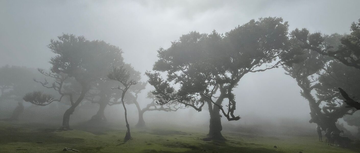 Herbst, Bäume, Nebel