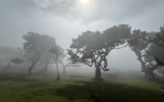 Herbst, Bäume, Nebel