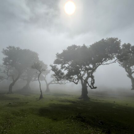 Herbst, Bäume, Nebel