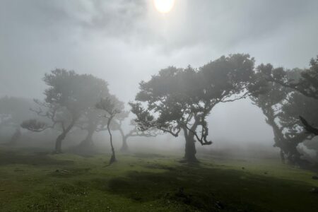 Herbst, Bäume, Nebel